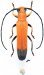Saperdini • Obereopsis variipes variipes • ♀