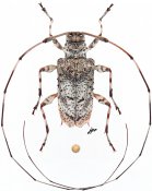 Acanthocinini • Acanista alphoides • ♀