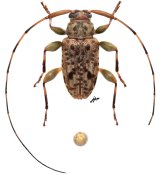 Sternacutus compactus, holotype ♂, Acanthocinini, French Guiana