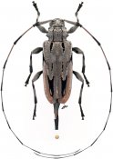 Acanthocinus nodosus, ♀ [JPRC], Acanthocinini, South Eastern United States (Louisiana)