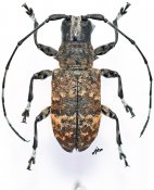 Acmocerini • Acmocera inermis • ♀