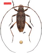 Anisopodus aberrans, holotype ♂, Acanthocinini, French Guiana