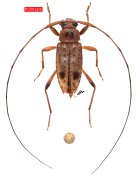Anisopodus acutus, holotype ♂, Acanthocinini, French Guiana