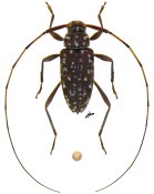 Anisopodus conspersus, ♀ [JPRC], Acanthocinini, French Guiana