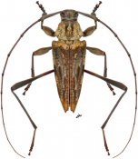 Anisopodus hamaticollis, ♂ [JPRC], Acanthocinini, Central America (Nicaragua)