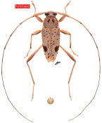 Acanthocinini • Anisopodus pseudocognatus • holotype ♂
