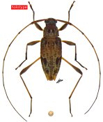 Anisopodus puertoquitoensis, holotype ♂, ACANTHOCININI, Ecuador
