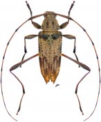 Anisopodus scriptipennis, ♂ [JPRC], Acanthocinini, Central America (Nicaragua)