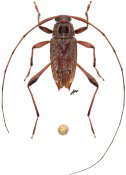 Anisopodus sp., ♂, Acanthocinini, French Guiana