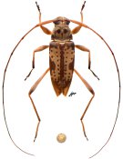 Anisopodus sp., (t) in litteris ♂, Acanthocinini, French Guiana