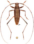Anisopodus strigosus, ♂ [JPRC], Acanthocinini, French Guiana