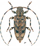 Astyleiopus variegatus, ♀ [JPRC], Acanthocinini, North Eastern United States (Virginia)