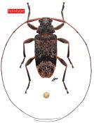 Atrypanius audureaui, holotype ♂ [JPRC], Acanthocinini, French Guiana