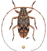 Atrypanius cinerascens, ♀ [JPRC], Acanthocinini, French Guiana