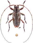 Atrypanius viriotensis, holotype ♂, Acanthocinini, French Guiana