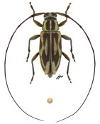 Atrypanius sp., ♀ [JPRC], Acanthocinini, Central America (Panama)