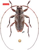 Atrypanius viriotensis, holotype ♂, Acanthocinini, French Guiana