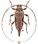Baryssinus bicirrifer, ♀ [JPRC], Acanthocinini, French Guiana