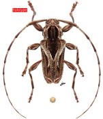 Carphina elisabethae, holotype ♂, Acanthocinini, French Guiana