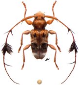 Cosmotoma sp., ♂ [JPRC], Acanthocinini, French Guiana