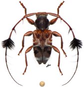 Cosmotoma adjunctum, ♂ [JPRC], Acanthocinini, French Guiana