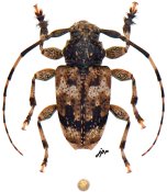 Acanthoderini • Eupromerella clavator • ♂