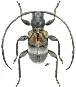 Falsovelleda congolensis, ♂, Acanthocinini, Gabon