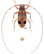 Hyperplatys sp., (t) in litteris ♀, Acanthocinini, French Guiana