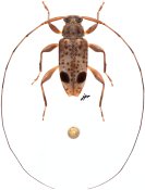 Hyperplatys sp., (t) in litteris ♂, Acanthocinini, French Guiana