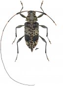 Jordanoleiopus paraphelis, ♀, Acanthocinini, Gabon