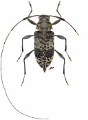 Paraphelileiopus paraphelis, ♀ [JPRC], Acanthocinini, Gabon