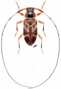 Jordanoleiopus rufotibialis, ♀, Acanthocinini, Gabon