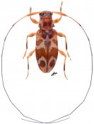 Polymitoleiopus sp., ♀ [JPRC], Acanthocinini, Kenya