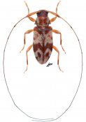 Jordanoleiopus (Polymitoleiopus) sp., ♀ [JPRC], Acanthocinini, Kenya