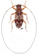 Acanthocinini • Jordanoleiopus (Polymitoleiopus) • ♀