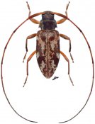 Polymitoleiopus sp., ♀ [JPRC], Acanthocinini, Gabon