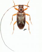 Jordanoleiopus rubrofemoralis, ♀, Acanthocinini, Gabon
