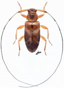 Jordanoleiopus rubrofemoralis, ♀ [JPRC], Acanthocinini, Gabon