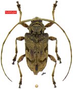 Lagocheirus araneiformis eloroensis, holotype ♀, ACANTHOCININI, Ecuador