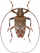 Leptocometes acutispinis, ♂ [JPRC], Acanthocinini, Central America (Nicaragua)