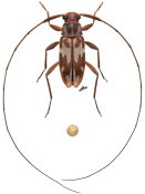 Lepturgantes pseudodorsalis, holotype ♂ [JPRC], Acanthocinini, French Guiana