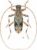 Lepturges angulatus, ♀ [JPRC], Acanthocinini, North Eastern United States (Vermont)