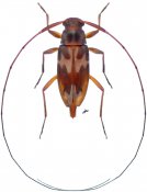 Lepturgantes pseudodorsalis, paratype ♀ [JPRC], Acanthocinini, Central America (Nicaragua)