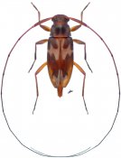 Acanthocinini • Lepturgantes pseudodorsalis • paratype ♀