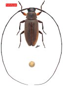 Lepturges brunneus, holotype ♀ [JPRC], Acanthocinini, French Guiana