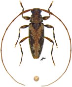 Lepturges (Lepturges) sp., ♂ [JPRC], Acanthocinini, Mexico (Guerrero)