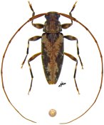 Lepturges parangulatus [JPRC], Acanthocinini, Mexico (Guerrero)