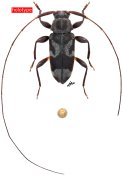 Lepturges raphaeli, holotype ♂ [JPRC], Acanthocinini, French Guiana