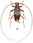 Prolepturges kawensis, holotype ♂, Acanthocinini, French Guiana