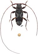 Lepturges raphaeli, holotype ♂, Acanthocinini, French Guiana